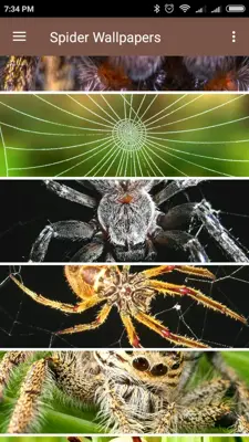 Spider Wallpapers android App screenshot 0